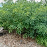 False Indigo Bush